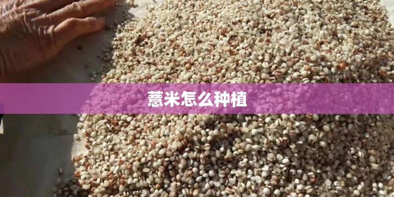 薏米怎么种植