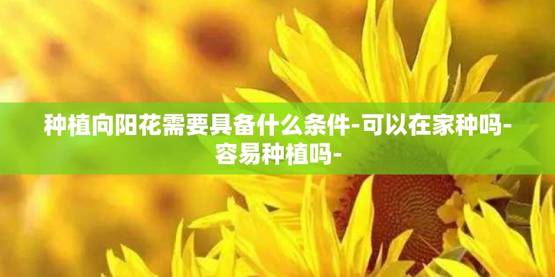 种植向阳花需要具备什么条件-可以在家种吗-容易种植吗-