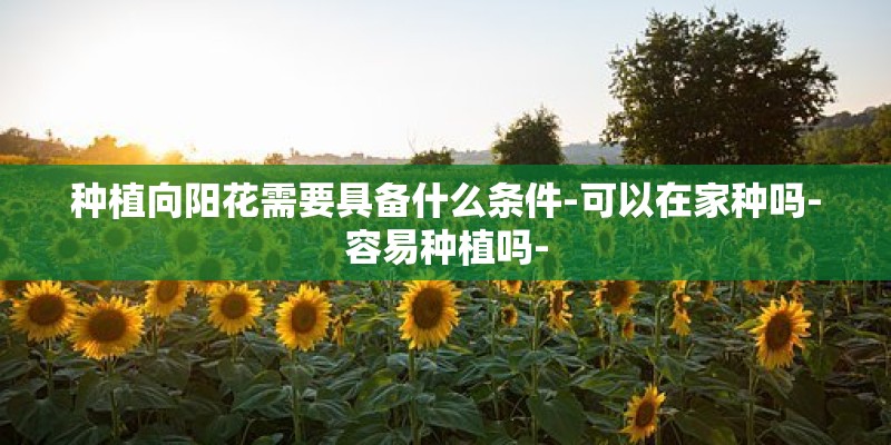 种植向阳花需要具备什么条件-可以在家种吗-容易种植吗-