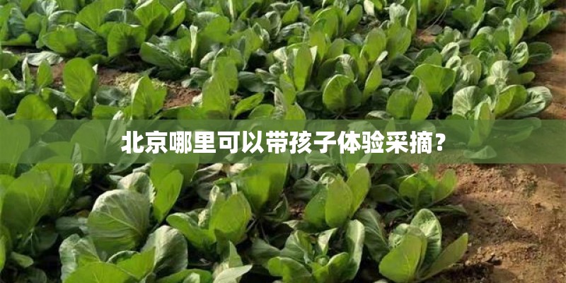 北京哪里可以带孩子体验采摘？