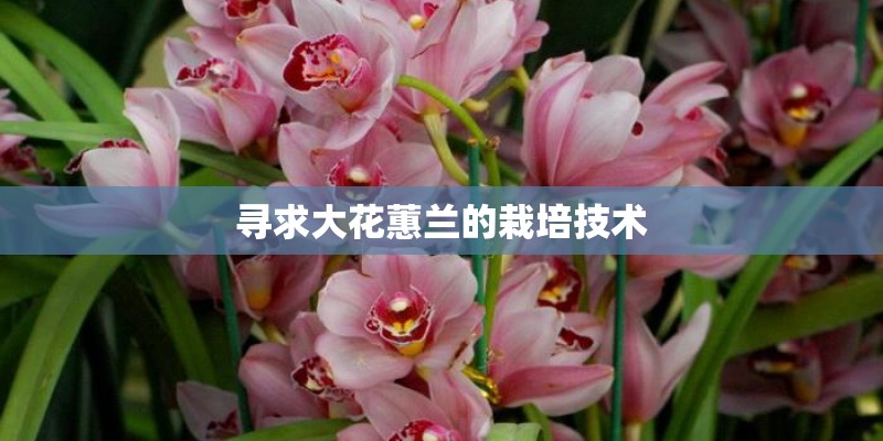 寻求大花蕙兰的栽培技术