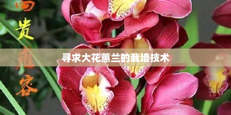 寻求大花蕙兰的栽培技术
